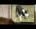 TUX ‘Herding Cats’ 