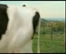 Dairy Farmers Yoghurt - Gate’ 