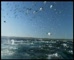 John West -Underwater Armageddon 