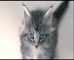 Purina One - Kitten to cat