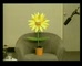 Bankwest 'Happy Banking'