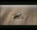 Cenovis 'Ant'