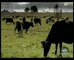 King Island Cheese No Ordinary Cheese’ 