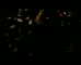 Wilderness Society Stay Ugly’ (Web Film