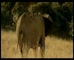 Optus ‘Flying Elephant’  