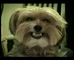 Pedigree 'Smile'