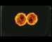 Bonds X Temp Glo-Ball Warming