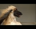 Plush Sofas ‘Afghan Dog’ 