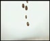 Nescafe Gold ‘Arabica  Beans’ 