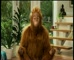 Ing Direct ‘ Orang ou Tang’ 
