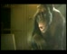Bingle Insurance ‘Chimp’ 