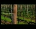 CPA ‘Vineyard’ 
