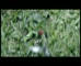 NBN - Ladybird’ 