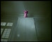 Whiskas Purple Cat 