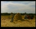 Claramax ‘Farmers’ 