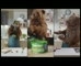 John West Tuna – Web Film ‘Chef Bear’ 