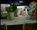 Woolworths Tobie Puttock Cooks Turkey