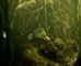 Bundaberg Red Catfish 