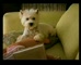 My Dog 'I Promise'