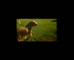 Pedigree Pal - Adoption Drive