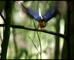North Queensland Tropical  