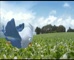 Birds Eye Peas ‘Aussie Farmers 