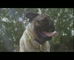 Dog Lovers Show ‘Fox’