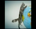 Purina One ‘Pets Globe’Dir 