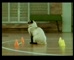 Friskies ‘The Chair ’ 