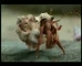Telstra ‘Crabs’