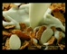Kelloggs All Bran 'Tall Jan'