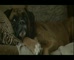 New Idea 'Dog Days'