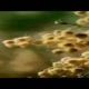 Benadryl 'War'