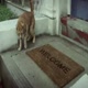 Cravendale 'Catnapped'