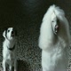 'Harvey and Harmony'